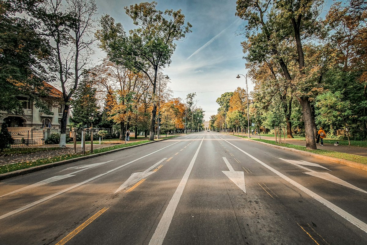 Bulevard cu copaci din București